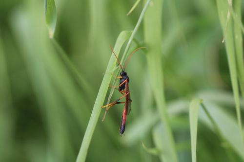 Therion circumflexum